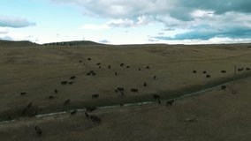 Aerial Drone video of Grazing Buffalo in an open field deep in the country