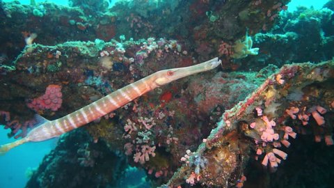 Trumpetfish on metal wrecked structure at Anilao in the Philippines.