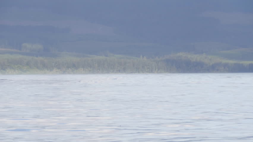 Killer whale playing with his tail in Vancouver Island