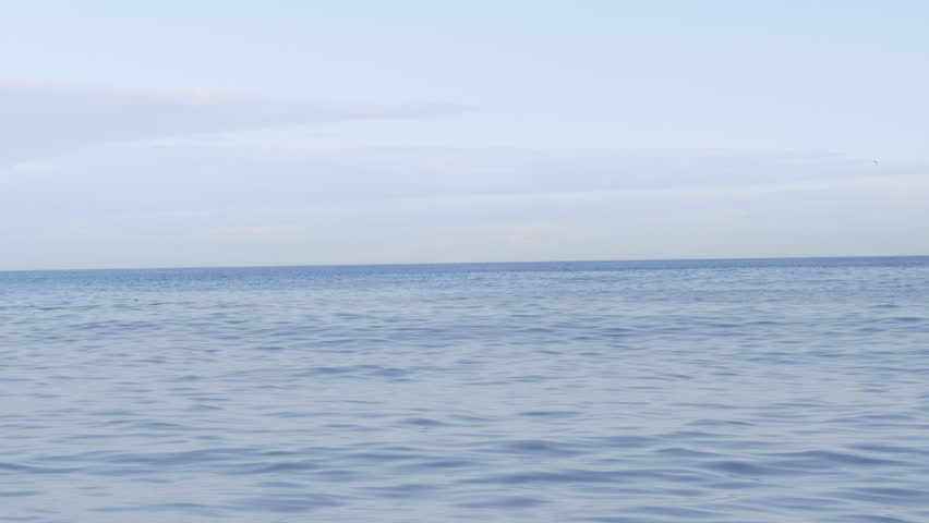 Whale blowhole and tail in Vancouver Island
