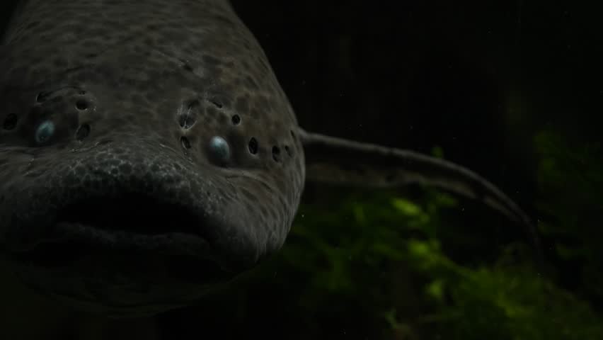 Lungfish in dark aquarium. 4K, UHD, 50p,Panning,Closeup, 						