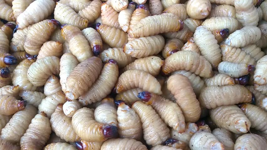 Coconut Worms Beetle Larvae Are Protein Food For Human It Is For