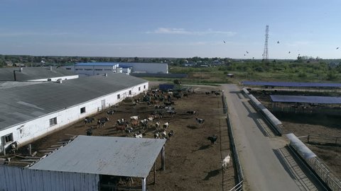 Many cows walk around the territory of farm