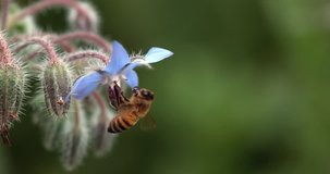 European Honey Bee, apis mellifera, Bee foraging a borage Flower, Insect in Flight, Pollination Act, Normandy, Slow motion 4K