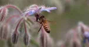 European Honey Bee, apis mellifera, Bee foraging a borage Flower, Insect in Flight, Pollination Act, Normandy, Slow motion 4K