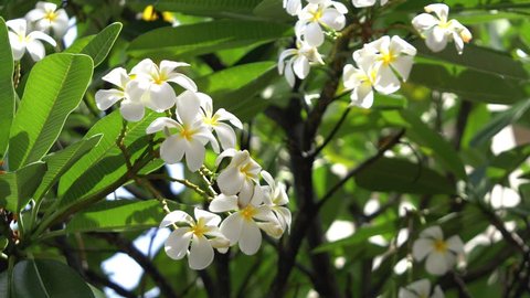 
Professional video of white plumeria in Hawaii in 4k slow motion 60fps
