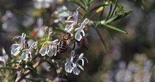 European Honey Bee, apis mellifera, Bee foraging a Rosemary Flower, Pollination Act, Normandy, Slow motion 4K