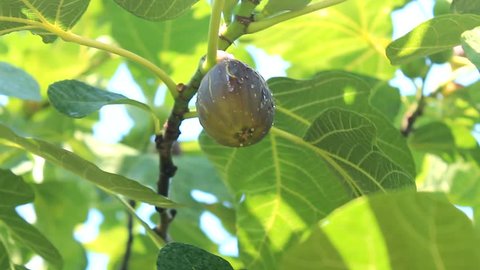 Ripe fig fruit hanging at branch of a fig tree