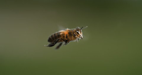  European Honey Bee, apis mellifera, black Bee in Flight, Normandy, Slow motion 4K
