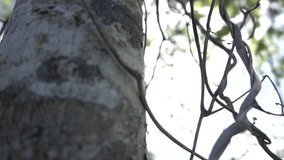 Natural forest tree movement cinematic. Perfect for background, documentary, youtube, blur, education, presentations, learning videos, biology videos, cinematic videos, etc.