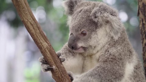 Koala bear scratching his head in an eucalyptus tree
