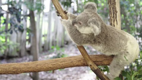 Koala bear climbs a branch in an eucalyptus tree