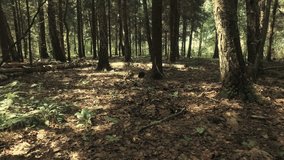 pine forest on a summer day. panning and camera movement. dolly video