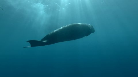Dugong swim under surface in the blue water in sunrays. (Dugong or Sea Cow, Dugong dugon). Backlight (Contre-jour), Underwater shot, 4K -60fps