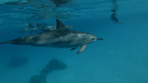 A pod of Dolphins swims in the blue water under surface (Spinner Dolphin, Stenella longirostris) Close-up, Underwater shot, 4K / 60fps