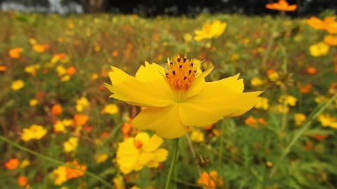 Yellow summer flowers. Cosmos sulphureus Beautiful garden landscape, blooming flower