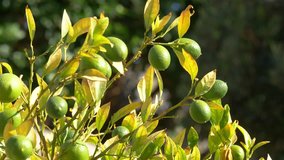 Professional video of lime ripening on a tree in 4k slow motion 60fps
