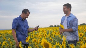 two farmers men business funny laugh smartphone explore walking examining crop of sunflowers in field slow motion vide. man Wheat Field summer field with yellow sunflowers. slow motion video. farmer