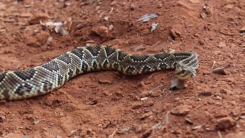 Brazilian brown rattlesnake