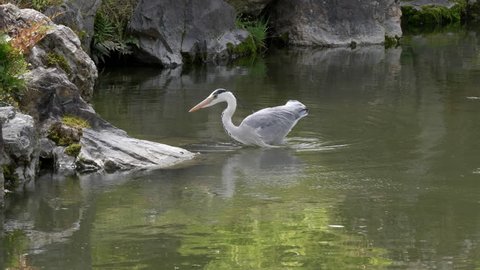 a grey heron hunts for food at a pond at nijo-jo castle in kyoto, japan