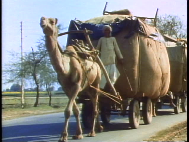 MADRAS, INDIA, 1982, A Camel pulling a cart in India