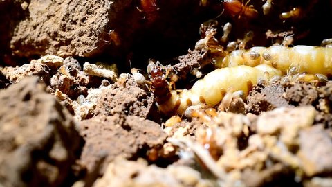 Macro Shot of the queen termite and termites in a hole. Termite queens have the longest lifespan of any insect in the world, with some queens reportedly living up to 30 to 50 years.