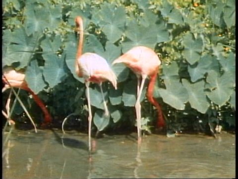 SINGAPORE, 1982, Flamingos fighting in a pond in Singapore