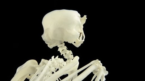 Pygmy falcon skeleton, close up.