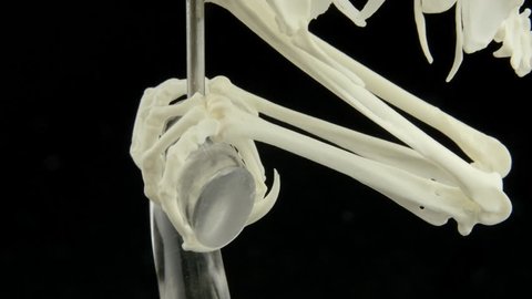 Mounted pygmy falcon skeleton, close up of claws.