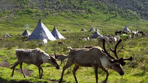 Reindeer Village on an summer morning. in Tsaatan village, Khuvsgol, Mongolia.
