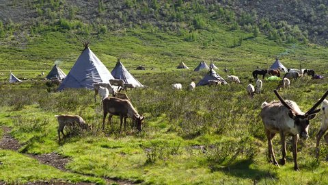 Reindeer Village on an summer morning. in Tsaatan village, Khuvsgol, Mongolia.
