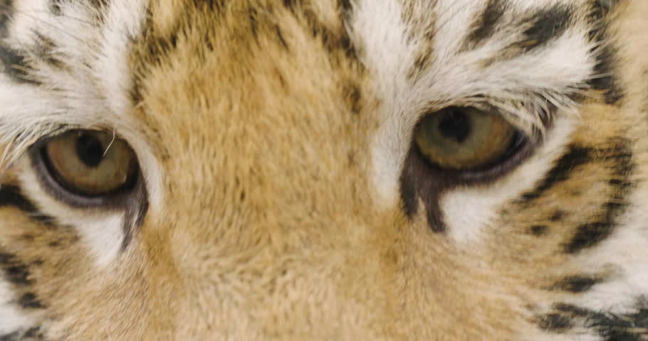 Portrait of a tiger cub in the forest. Concept: Wildlife, animal, wild