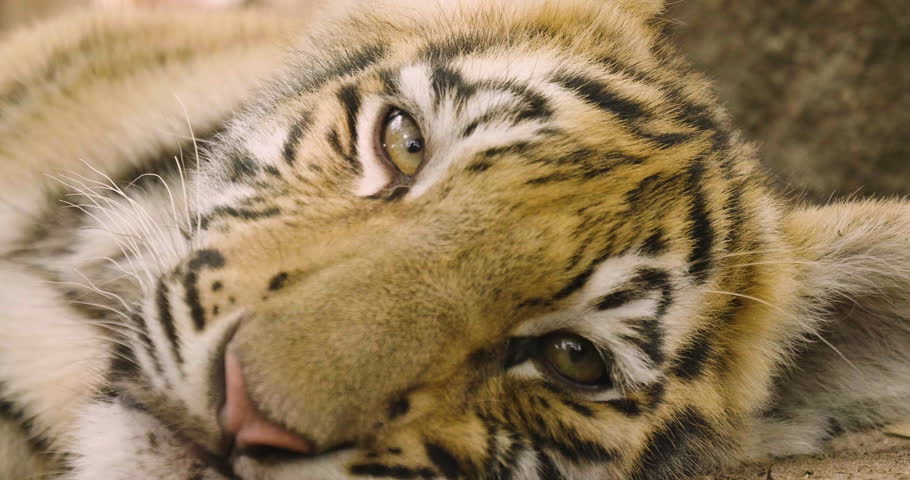 Portrait of a tiger cub in the forest. Concept: Wildlife, animal, wild