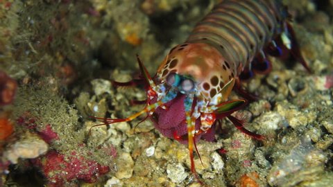 Large mantis shrimp with clutch of eggs turning and walking away at Anilao in the Philippines.