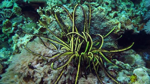 Featherstar with long arms on reef at Anilao in the Philippines.