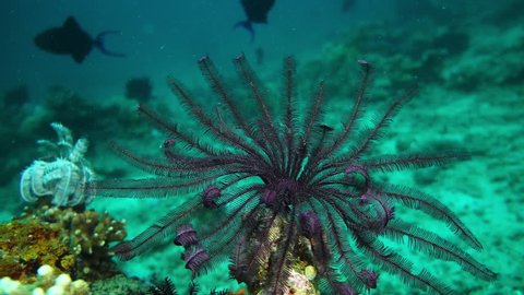 Large purple feather star with arms expanded at Anilao in the Philippines.