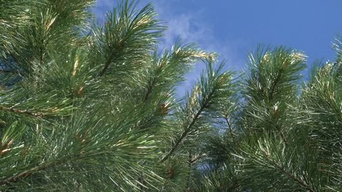 Cedar or pine on a background of blue sky. Branches of an evergreen tree. Close-up.