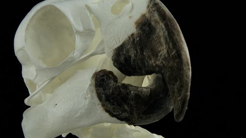 Cockatoo skeleton, rotating, detail of beak
