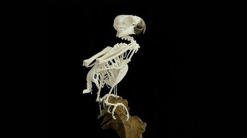 Cockatoo skeleton, rotating.
