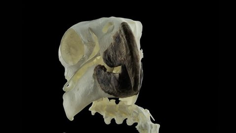 Cockatoo skeleton, rotating, close up of skull.