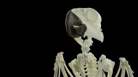 Cockatoo skeleton, rotating, shoulders and head.