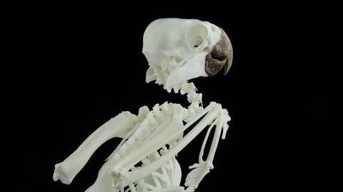 Cockatoo skeleton, rotating, tilt down.