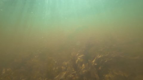 Background of a underwater turbid in shallow water
