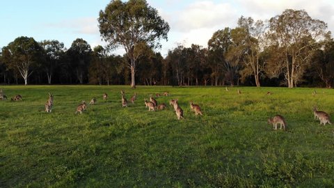 Aerial shot of Kangaroos grazing at sunset, medium shot moving forward. Queensland, Australia
