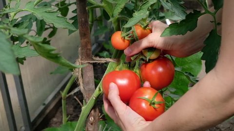 Farmer is harvesting tomatoes. Womans hands picking fresh tomatoes to colander.