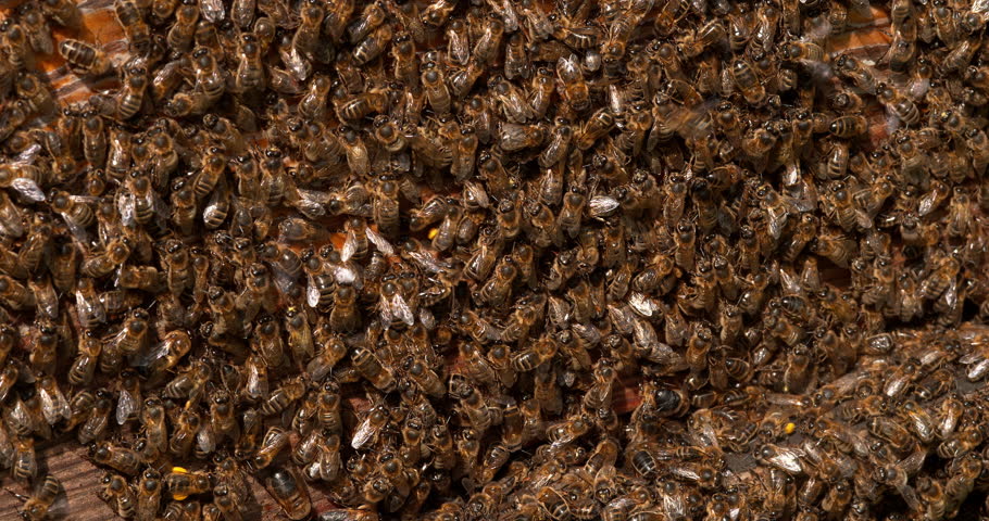  European Honey Bee, apis mellifera, Black Bees standing at hive entrance, Return Of Boot,, Bee Hive in Normandy, Real Time 4K