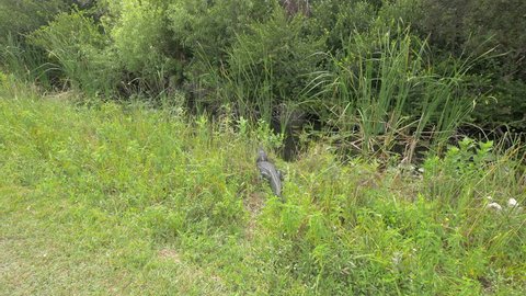 Everglades Park, United States - June, 2017: Crocodile sleeping on the lake side