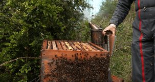  European Honey Bee, apis mellifera, Black Bees,Beekeeper and Smoker, Bee Hive in Normandy, Real Time 4K