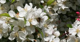 European Honey Bee, apis mellifera, Black Bee foraging an Apple Blossom, Pollination Act, Normandy, Reel Time 4K
