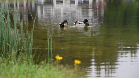 Mallard ducks in tranquil lake